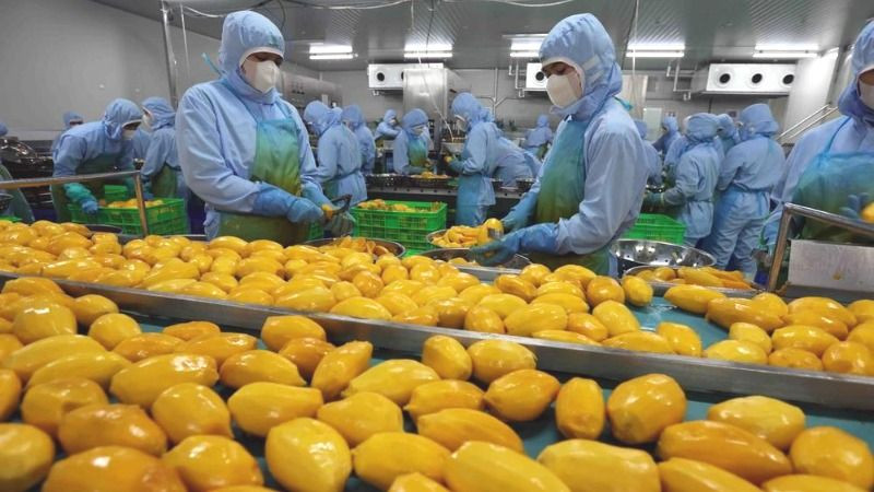 Chế biến sản phẩm xoài xuất khẩu. (Ảnh minh họa: TTXVN) 