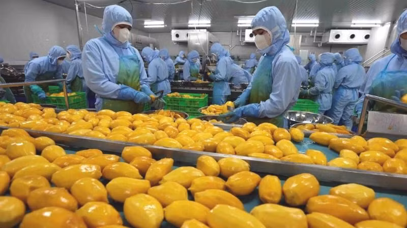 Chế biến sản phẩm xoài xuất khẩu. (Ảnh minh họa: TTXVN) 