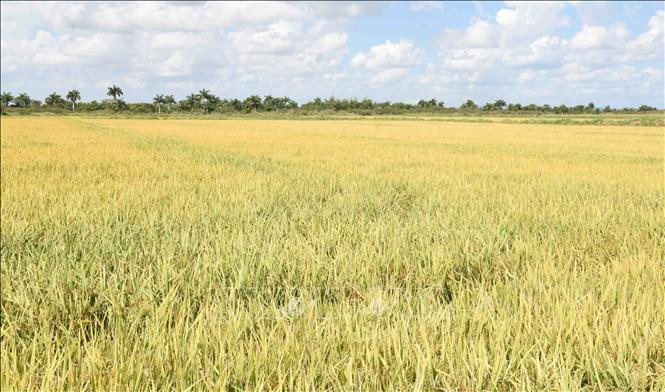 Cánh đồng lúa chín vàng tại tỉnh Pinar del Rio. (Ảnh minh họa: TTXVN)