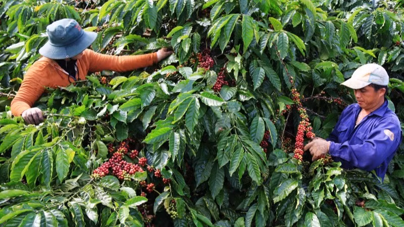 Thu hoạch cà-phê tại Đắk Nông.