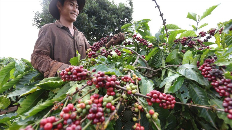Thu hoạch cà-phê ở huyện IaGRai, tỉnh Gia Lai. (Ảnh: TTXVN)