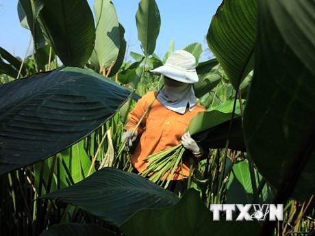 Làng Tràng Cát có truyền thống trồng lá dong hàng trăm năm tuổi. (Ảnh: TTXVN)