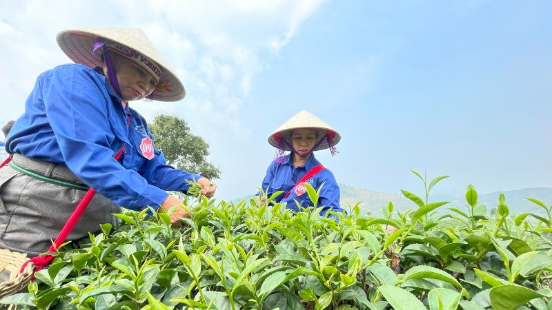 Bà con thi hái chè tại lễ hội trà Tân Uyên lần thứ nhất năm 2025. (Ảnh: Trần Tuấn)