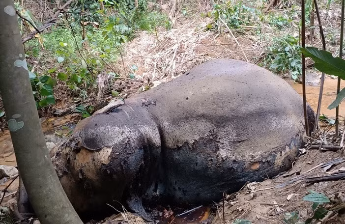 Xác voi tại khu rừng cao su xã Hạnh Lâm. (Ảnh Ngọc Tú)