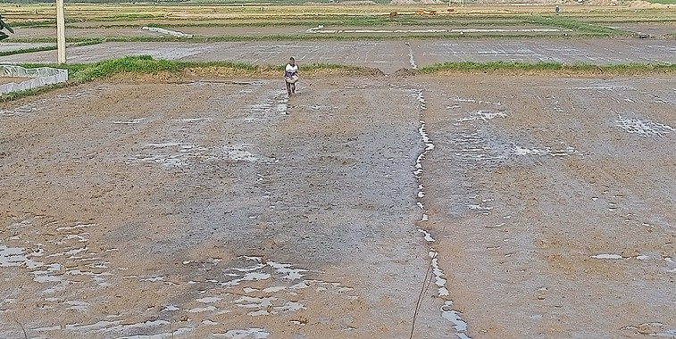 Bà con tận dụng nước mưa để gieo cấy lúa vụ đông xuân.