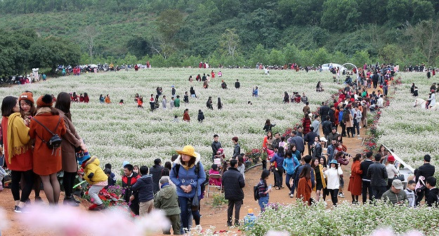 Thung lũng hoa tam giác mạch ở huyện Nghĩa Đàn hút du khách.