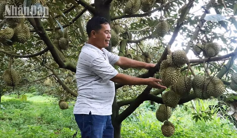 Hiện nay, giá sầu riêng ở Đắk Lắk tăng cao, đạt từ 80.000-100.000 đồng/kg, mang lại nguồn thu nhập lớn cho người nông dân.