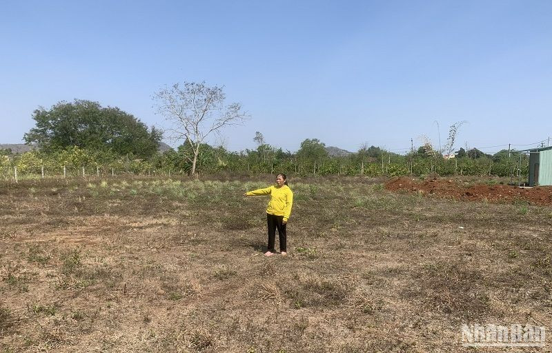 Bà Phạm Thị Tình cho biết, hai mẹ con đang làm trên khu đất của mình thì bị cán bộ xã Ea M’Droh dẫn người đến hành hung khiến con trai bà là anh Trịnh Bình Nguyên bị thương tích phải nhập viện điều trị.