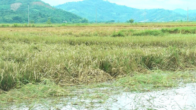 Sau khi nước lũ rút làm hàng nghìn ha lúa nước trên địa bàn huyện Lắk bị hư hỏng, lép hạt hoặc đen hạt.