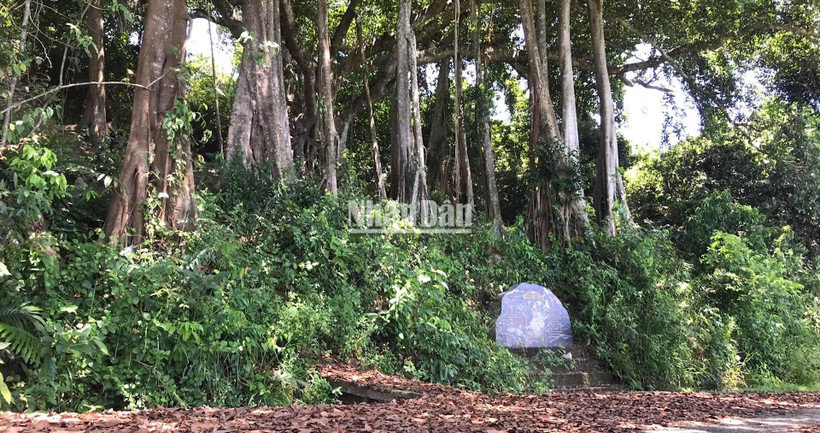 Cây đa di sản gần 1.000 năm tuổi trên Bán đảo Sơn Trà 