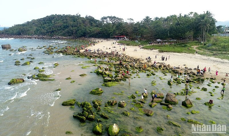 Mùa rêu xanh ở Bãi Rạn Nam Ô thu hút đông đảo người dân, du khách, ảnh V.Đức