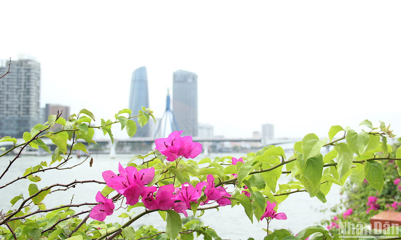 Sắc hoa giấy tháng Tư trên thành phố biển.