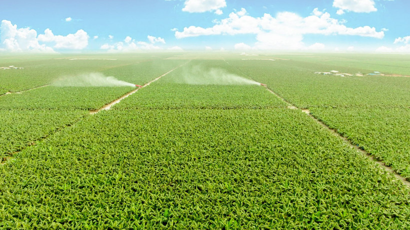 Năm 2024, THACO AGRI đề ra kế hoạch trồng mới 7.600ha chuối.