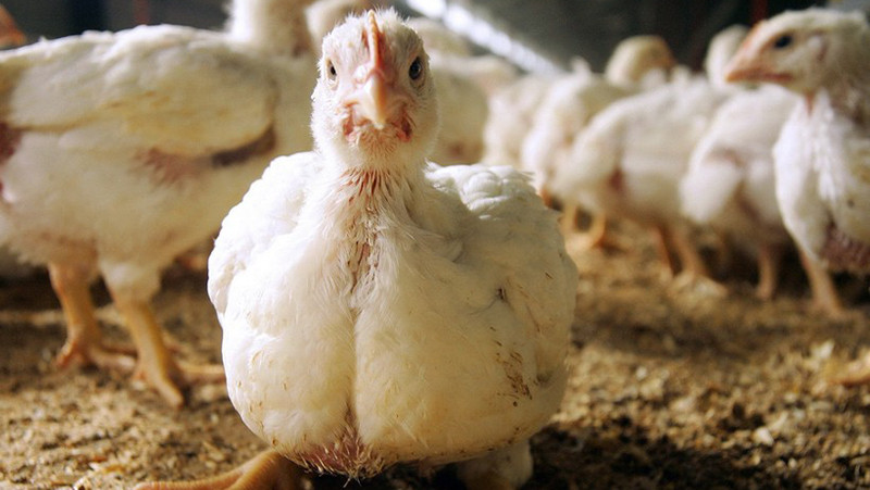 Chủng virus được phát hiện tại các trang trại ở bang Victoria đều thuộc chủng H7N3. (Ảnh: AFP/TTXVN)