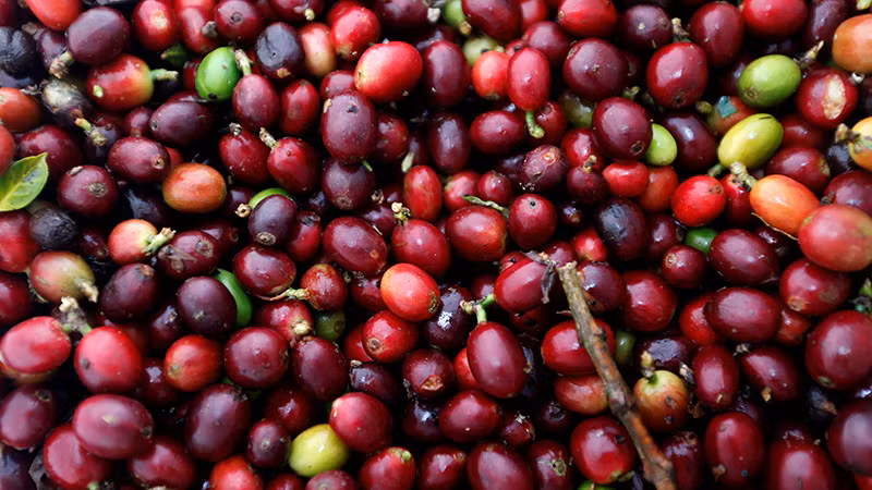 Ảnh minh họa. (Nguồn: Reuters)