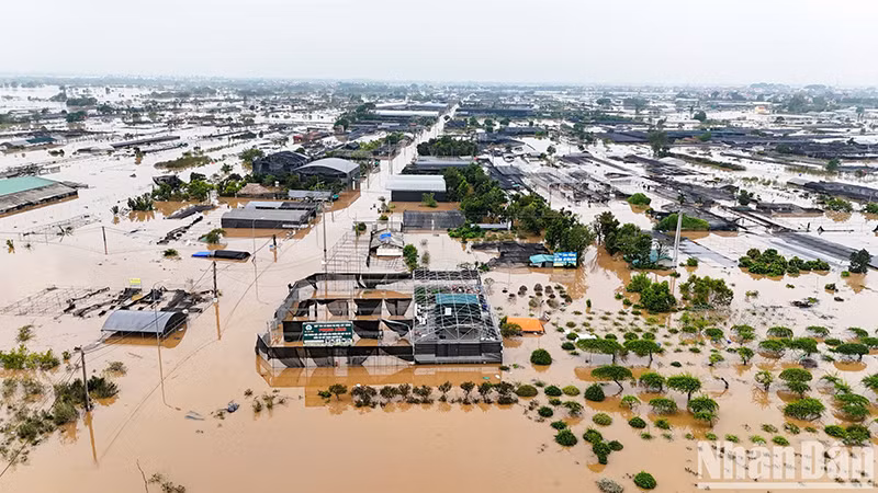 Do ảnh hưởng của cơn bão số 3, mực nước sông Hồng tại 3 xã Xuân Quan, Phụng Công, Văn Đức (Văn Giang, Hưng Yên) dâng nhanh, gây ngập lụt trên diện rộng. (Ảnh: THÁI BÌNH)