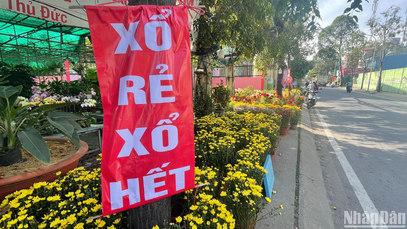 Khi sức mua giảm, người bán hoa cúc trên đường Linh Đông (thành phố Thủ Đức) đã giảm giá 50% để mong “giải phóng” hết lô hàng sớm.