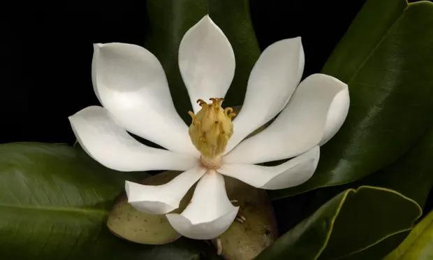 Mộc lan phương bắc Haiti (Magnolia emarginata) được biết đến với những bông hoa trắng tinh khiết và những chiếc lá có hình dạng độc đáo. (Nguồn: Haiti National Trust)
