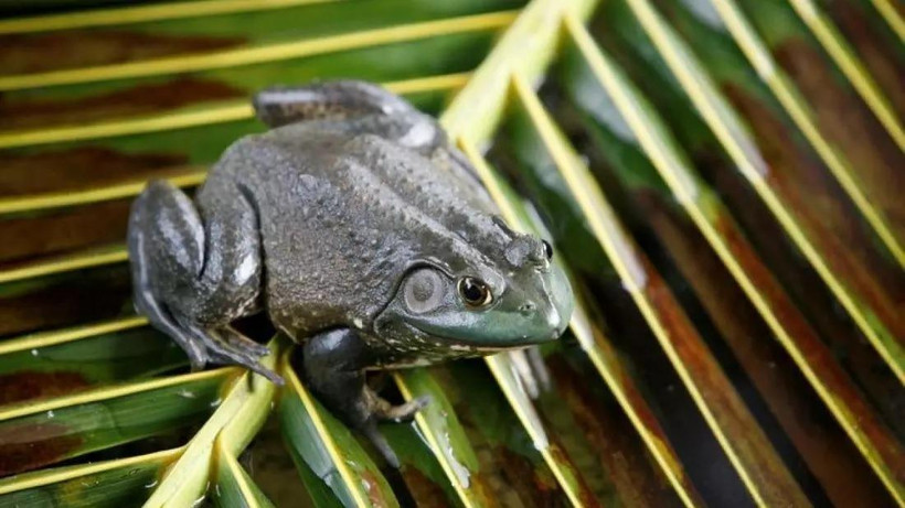 Ếch là sinh vật ngoại lai gây ảnh hưởng lớn nhất tại châu Âu. (Nguồn: euronews) 