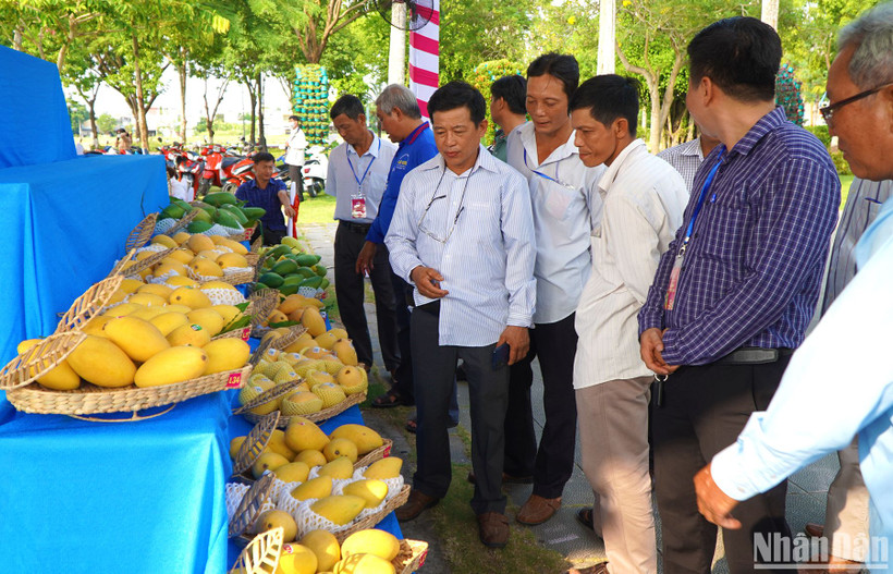 Người dân tham quan, chiêm ngưỡng các trái xoài ngon.
