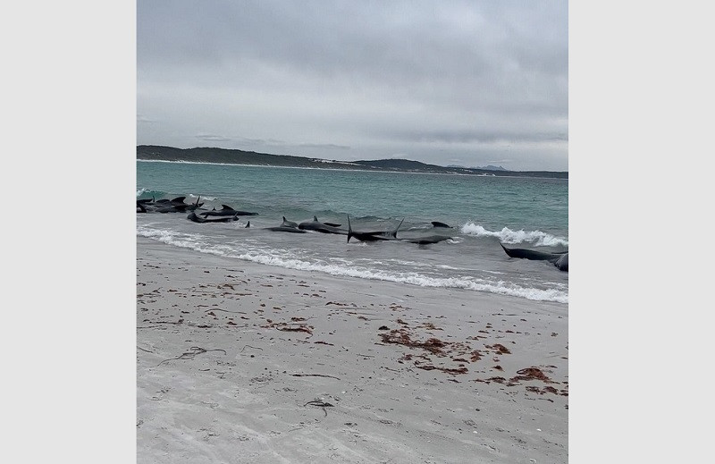 Đàn cá voi hoa tiêu bị mắc cạn trên bãi biển Cheynes ở Australia ngày 25/7/2023. (Ảnh cắt từ video/Reuters)