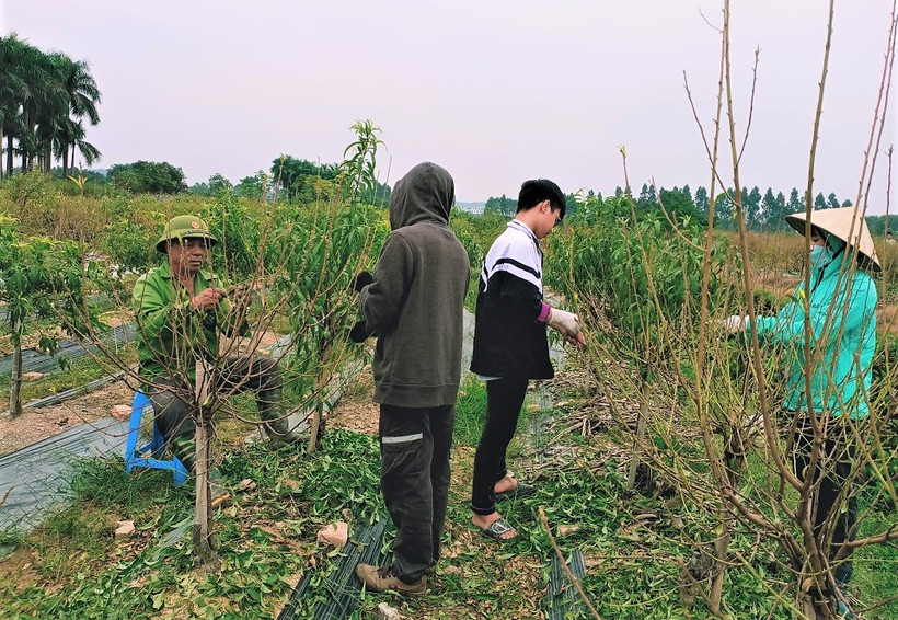 Tập trung chuẩn bị cho đào nở hoa. (Ảnh: Minh Minh)
