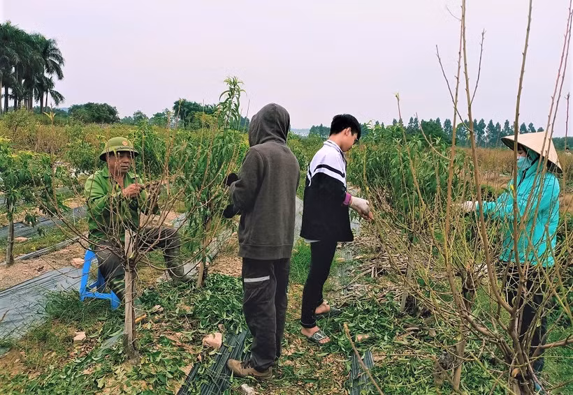 Tập trung chuẩn bị cho đào nở hoa. (Ảnh: Minh Minh)