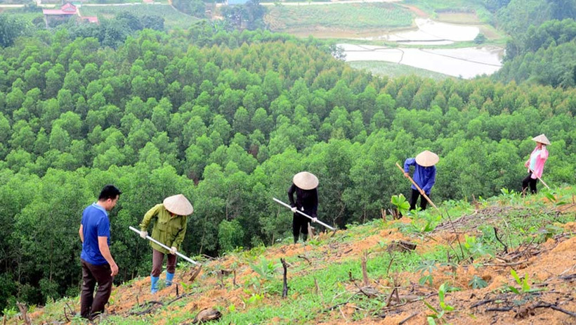 Việc tổ chức triển khai “Tết trồng cây đời đời nhớ ơn Bác Hồ” phải thiết thực, hiệu quả, không phô trương hình thức