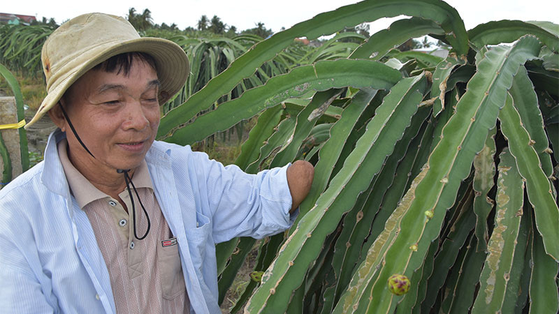 Ông Nguyễn Văn Sơn chăm sóc vườn thanh long. 