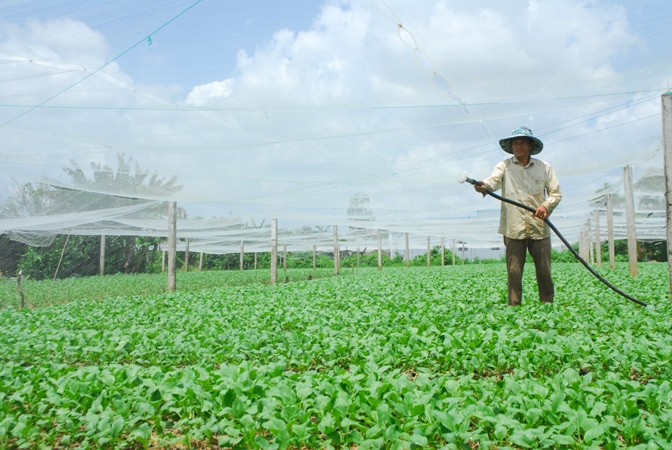 Trồng rau màu ở hợp tác xã rau Tân Đông, huyện Gò Công Đông, tỉnh Tiền Giang.