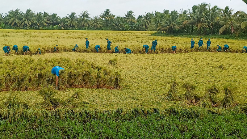Lực lượng bộ đội giúp dân bó lúa bị đổ ngã để tránh thiệt hại. 