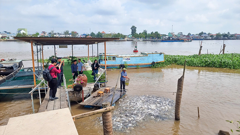 Khách tham quan nơi dẫn dụ cá tự nhiên tại Khu du lịch chợ nổi Trà Ôn, huyện Trà Ôn, tỉnh Vĩnh Long. 