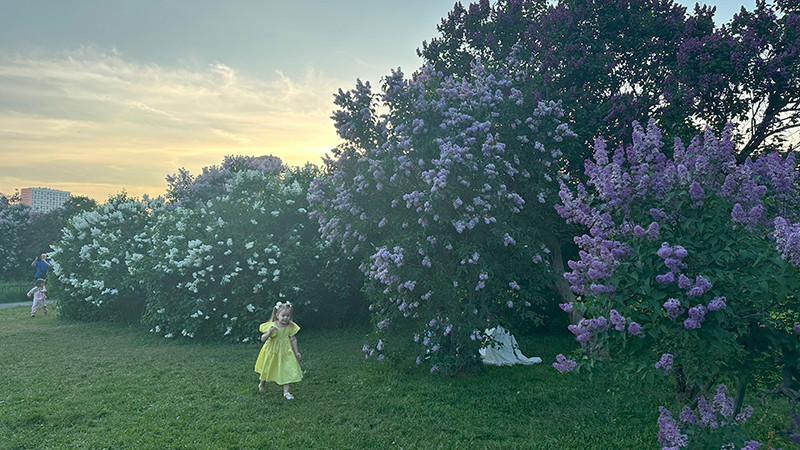 Khu vườn hoa siren ở Moskva.