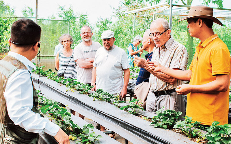 Mô hình sản xuất gắn với tham quan du lịch của Hợp tác xã dịch vụ phát triển nông nghiệp 19/5, huyện Mộc Châu. 