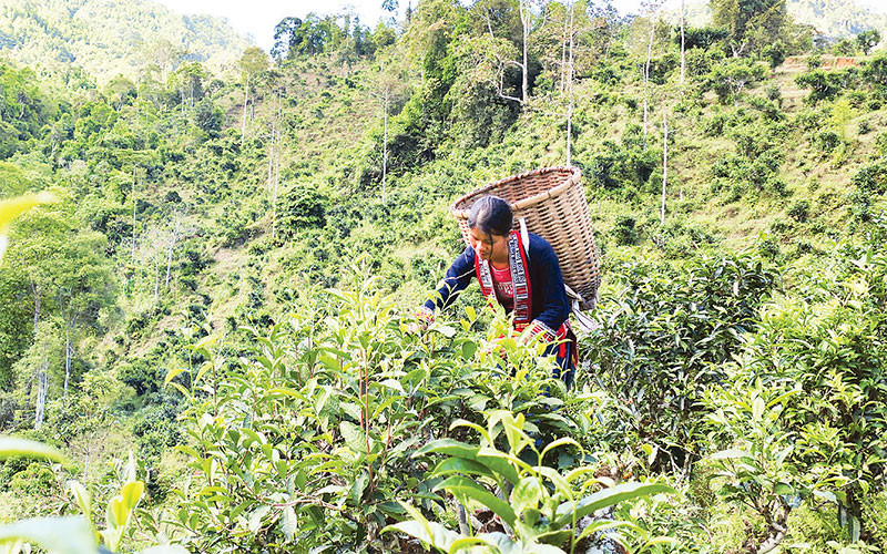 Người dân thôn Phìn Hồ, xã Thông Nguyên, huyện Hoàng Su Phì thu hái chè Shan tuyết cổ thụ.