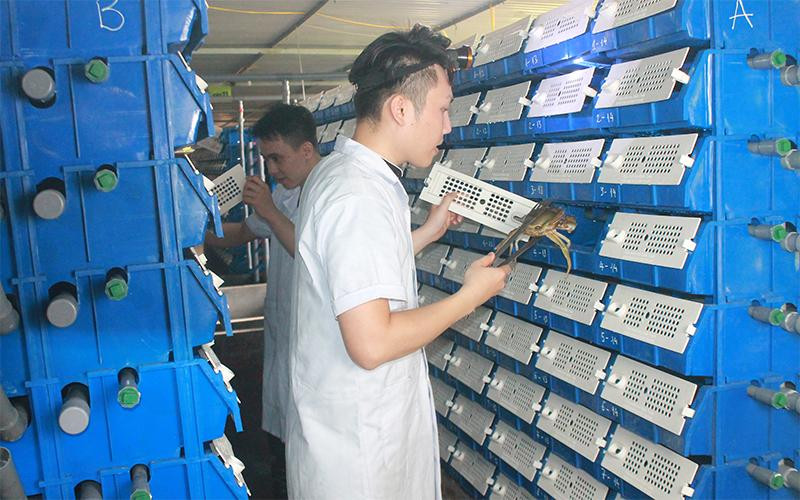 Cua bể nuôi tại trang trại của anh Nguyên Vũ.