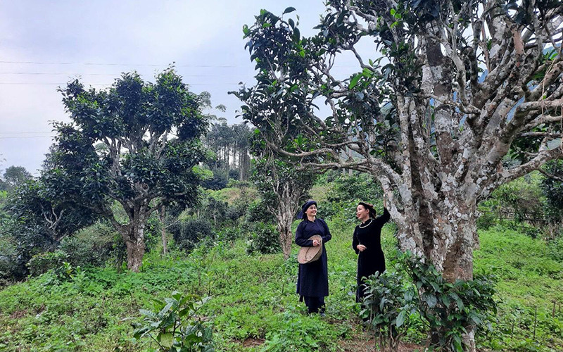 Một quần thể chè Shan tuyết cổ thụ tại xã Bằng Phúc. (Ảnh ĐẶNG TUYẾT)
