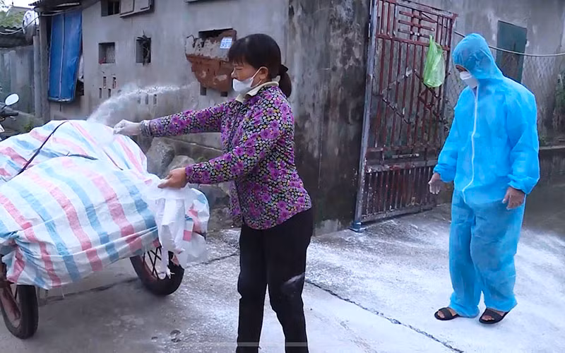 Đưa lợn bị chết do dịch bệnh đi tiêu hủy.