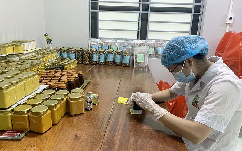 Sản xuất tinh bột nghệ tại Hợp tác xã nông nghiệp Tân Thành (thành phố Bắc Kạn). (Ảnh HƯƠNG LAN)