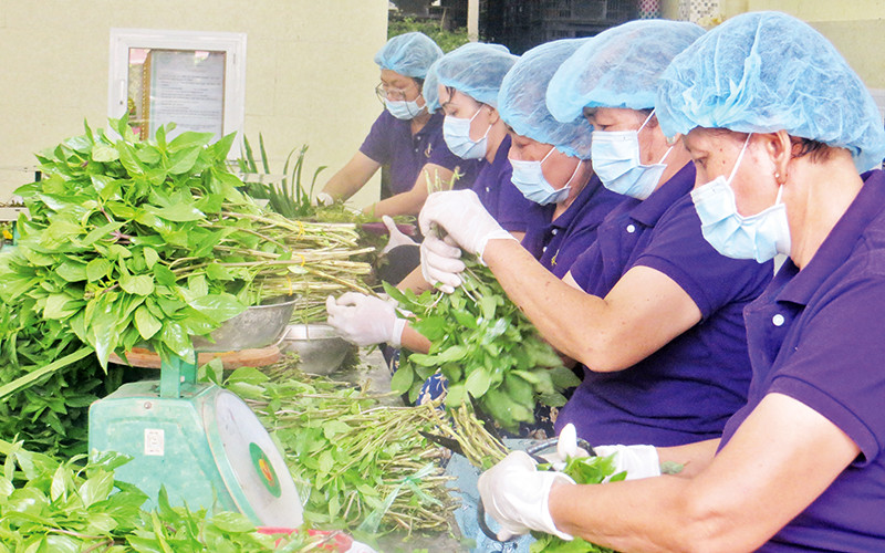 Sản xuất rau tại cơ sở chế biến Thuận Hòa (Long An).
