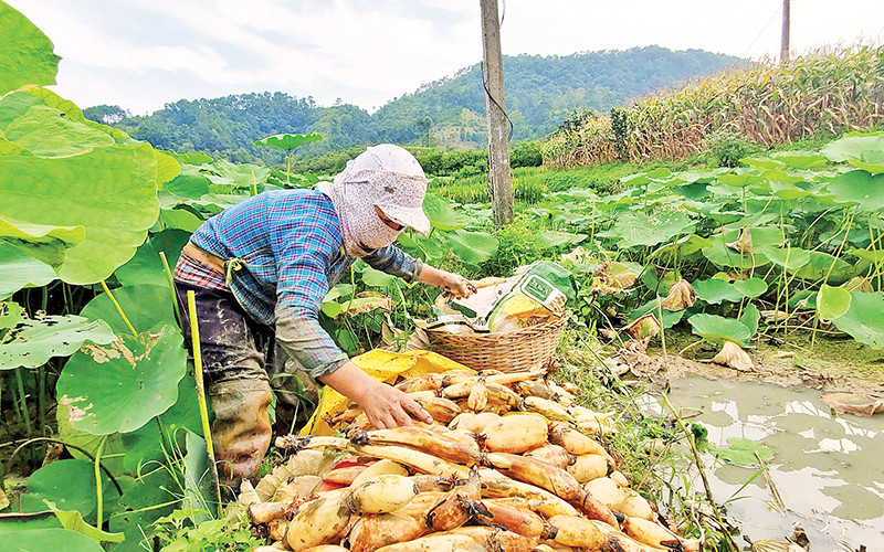 Người dân ở thôn Bản Lành, xã Hòa Cư, Cao Lộc (Lạng Sơn), thu hoạch củ sen dưới chân ruộng lúa.
