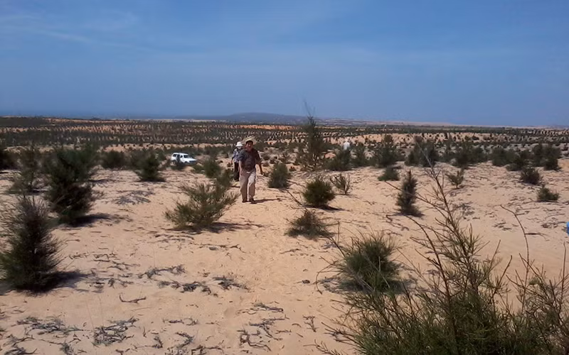 Trồng rừng phi lao trên cát tại tỉnh Bình Thuận để giảm sa mạc hóa đất.