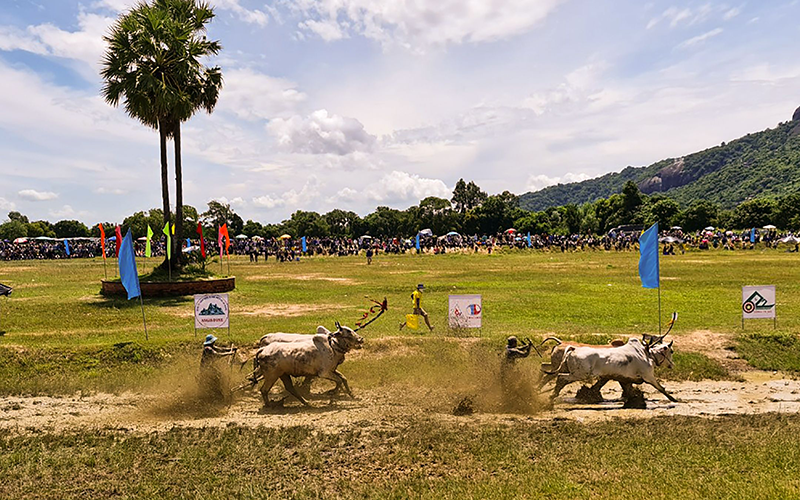 Các đôi bò thi nhau tranh tài sôi nổi.