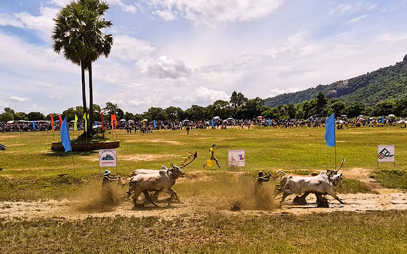 Các đôi bò thi nhau tranh tài sôi nổi.