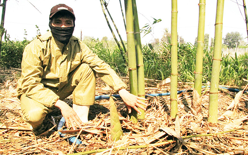 Anh Nguyễn Cao Anh Kiệt, xã Hòa Sơn, huyện Ninh Sơn (Ninh Thuận) bên những búp măng tre Tứ quý chuẩn bị thu hoạch trái vụ.