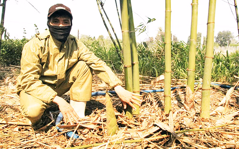 Anh Nguyễn Cao Anh Kiệt, xã Hòa Sơn, huyện Ninh Sơn (Ninh Thuận) bên những búp măng tre Tứ quý chuẩn bị thu hoạch trái vụ.