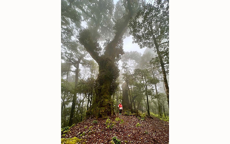 Khách du lịch trải nghiệm xuyên rừng Tà Xùa, huyện Bắc Yên, tỉnh Sơn La.