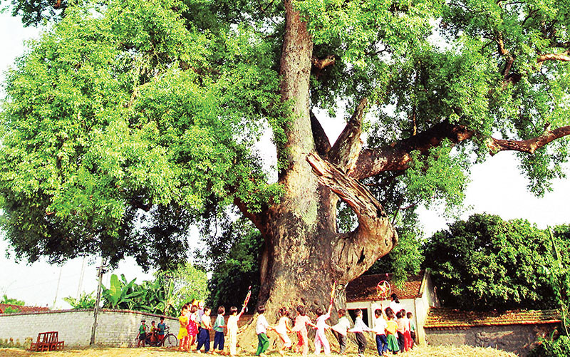 Cây Dã hương nghìn năm tuổi ở xã Tiên Lục, huyện Lạng Giang. (Ảnh VIỆT HƯNG)