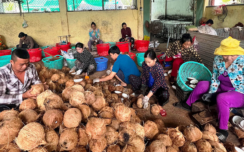 Hợp tác xã nông nghiệp Thới Thạnh (huyện Thạnh Phú) đang xây dựng mô hình kiểu mới.