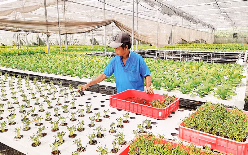 Hợp tác xã nông nghiệp Tuấn Ngọc, thành phố Thủ Đức, Thành phố Hồ Chí Minh tiên phong ứng dụng chuyển đổi số trồng rau thủy canh.